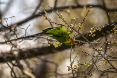 Polytelis swainsonii