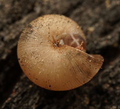 Elsothera sericatula