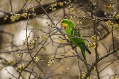 Polytelis swainsonii