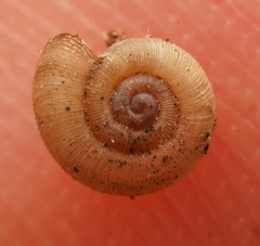 Elsothera sericatula