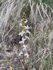Stylidium graminifolium