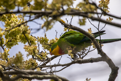 Polytelis swainsonii