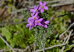 Oxalis hirta