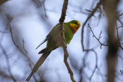 Polytelis swainsonii