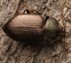 Adelium subdepressum