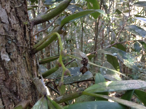 Bulbophyllum francoisii image