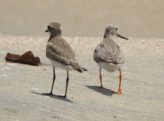 Xenus cinereus