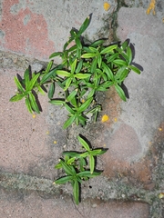 Oldenlandia corymbosa