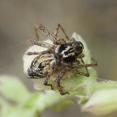 Oxyopes heterophthalmus