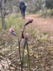 Thelymitra rubra