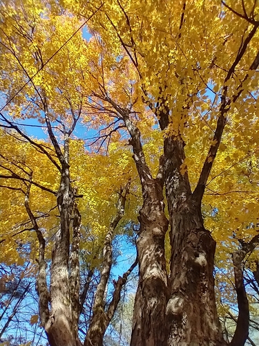Acer saccharum
