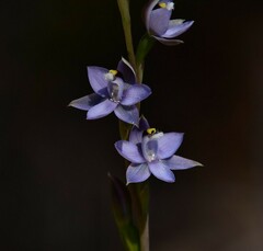 Thelymitra atronitida