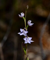 Thelymitra atronitida