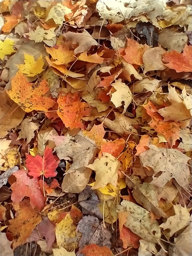 Acer saccharum