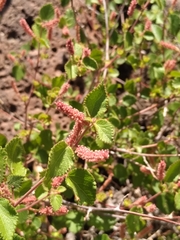 Acalypha californica