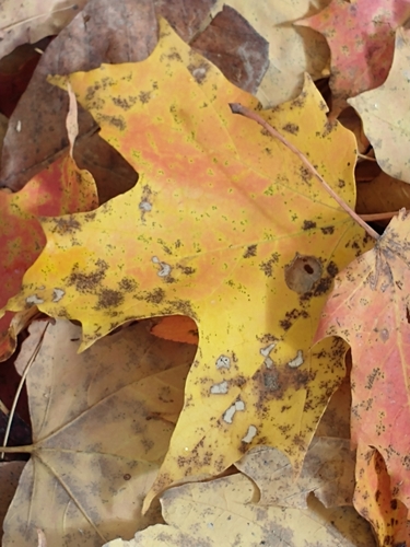 Acer saccharum