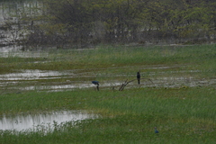 Anhinga melanogaster