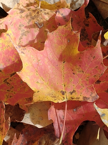 Acer saccharum