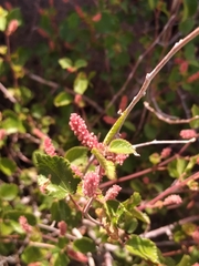 Acalypha californica