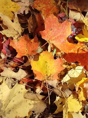 Acer saccharum