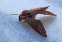 Theretra alecto