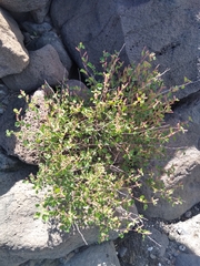 Acalypha californica