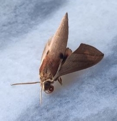 Theretra alecto