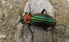 Carabus lineatus lateralis