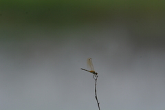 Trithemis pallidinervis