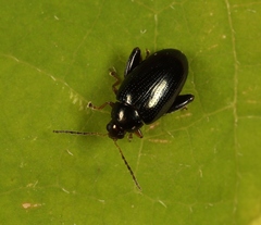 Psylliodes chrysocephala
