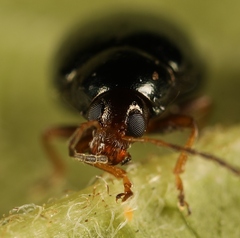 Psylliodes chrysocephala