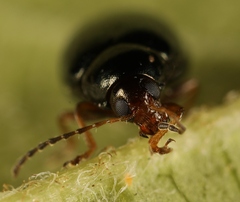 Psylliodes chrysocephala