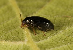 Psylliodes chrysocephala