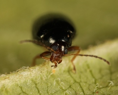 Psylliodes chrysocephala