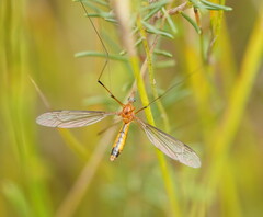 Leptotarsus