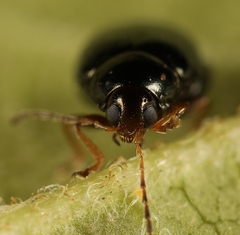 Psylliodes chrysocephala
