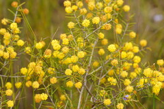 Acacia brownii