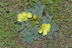 Oxalis flava flava
