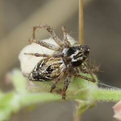 Oxyopes heterophthalmus