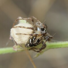 Oxyopes heterophthalmus