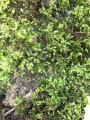 Rhynchostegium confertum