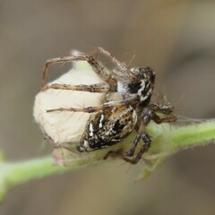Oxyopes heterophthalmus