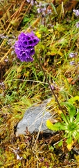 Primula glomerata