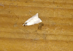Argyria gonogramma