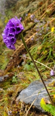 Primula glomerata