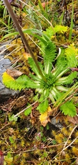 Primula glomerata