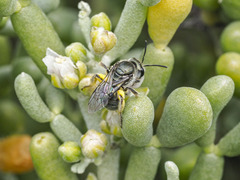 Lasioglossum viride