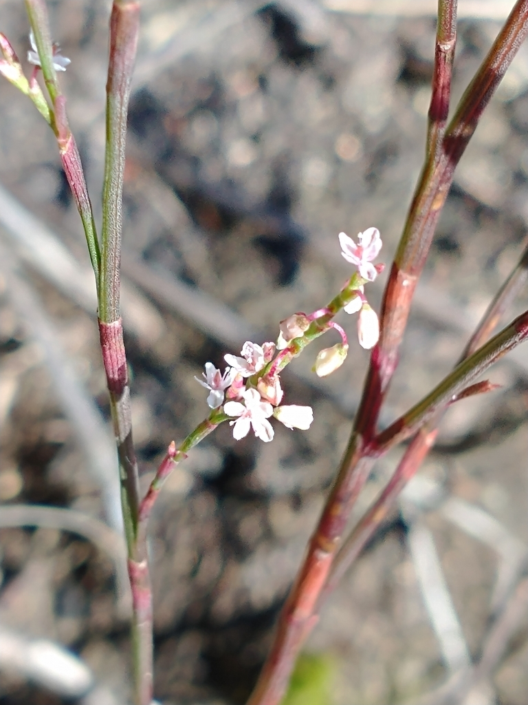 Coastal jointweed (Polygonella articulata)