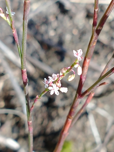 Coastal jointweed (Polygonella articulata)