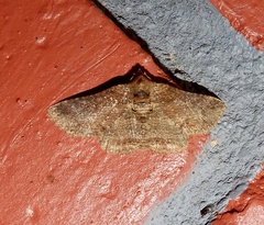 Pericyma cruegeri